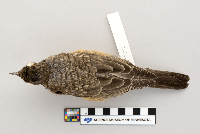 Turdus migratorius image