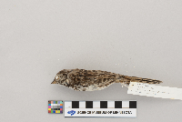 Melospiza melodia image