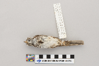 Melospiza melodia image