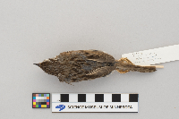 Melospiza melodia image