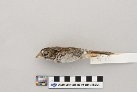 Melospiza melodia image