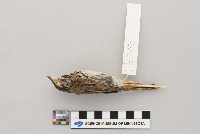 Melospiza melodia image