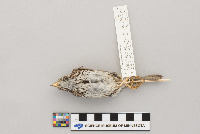 Melospiza melodia image