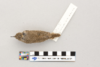 Troglodytes aedon image