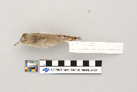 Troglodytes aedon image