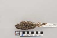 Melospiza melodia image