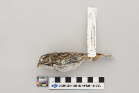 Melospiza melodia image