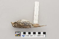 Melospiza melodia image