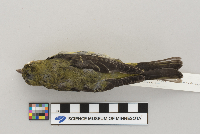 Piranga olivacea image