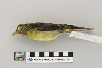 Piranga olivacea image