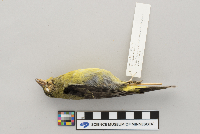 Piranga olivacea image
