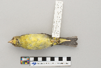 Piranga olivacea image