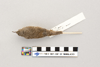 Troglodytes aedon image