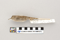 Troglodytes aedon image