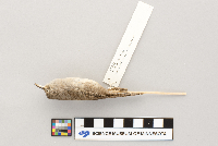 Troglodytes aedon image