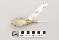 Troglodytes aedon image