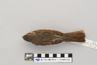 Passerella iliaca image
