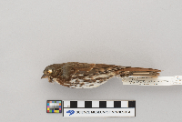 Passerella iliaca image