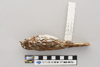 Passerella iliaca image