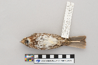 Passerella iliaca image