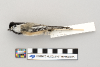 Parus atricapillus image