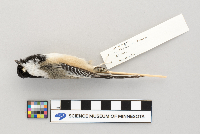 Parus atricapillus image