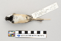 Parus atricapillus image