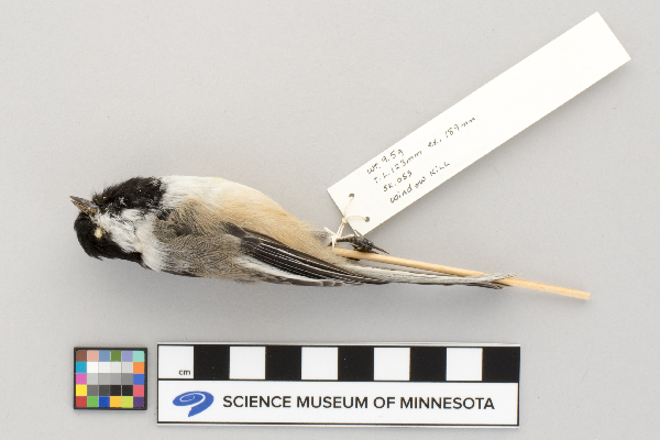 Parus atricapillus image