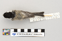 Parus atricapillus image