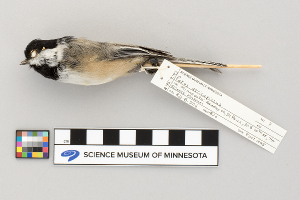 Parus image