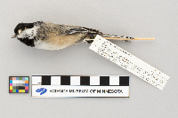 Parus atricapillus image