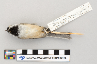 Parus atricapillus image