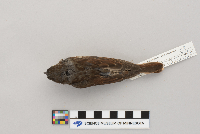 Passerella iliaca image