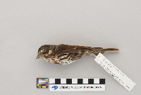 Passerella iliaca image
