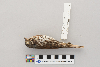 Passerella iliaca image
