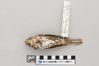 Passerella iliaca image