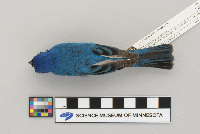 Passerina cyanea image