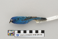 Passerina cyanea image
