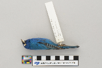 Passerina cyanea image