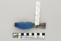 Passerina cyanea image