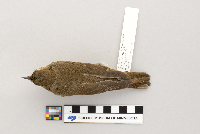 Catharus ustulatus image