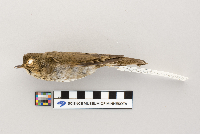 Catharus ustulatus image