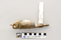 Catharus ustulatus image
