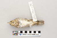 Catharus ustulatus image