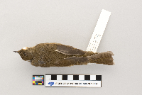 Catharus ustulatus image