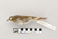 Catharus ustulatus image