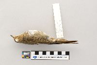 Catharus ustulatus image
