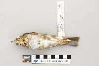 Catharus ustulatus image