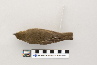 Catharus ustulatus image