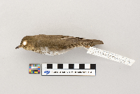 Catharus ustulatus image